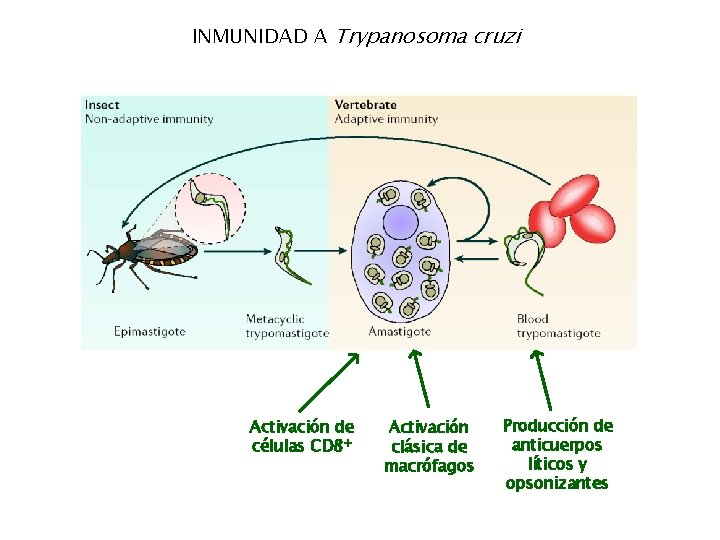 INMUNIDAD A Trypanosoma cruzi Activación de células CD 8+ Activación clásica de macrófagos Producción