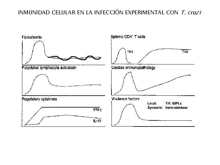 INMUNIDAD CELULAR EN LA INFECCIÓN EXPERIMENTAL CON T. cruzi 