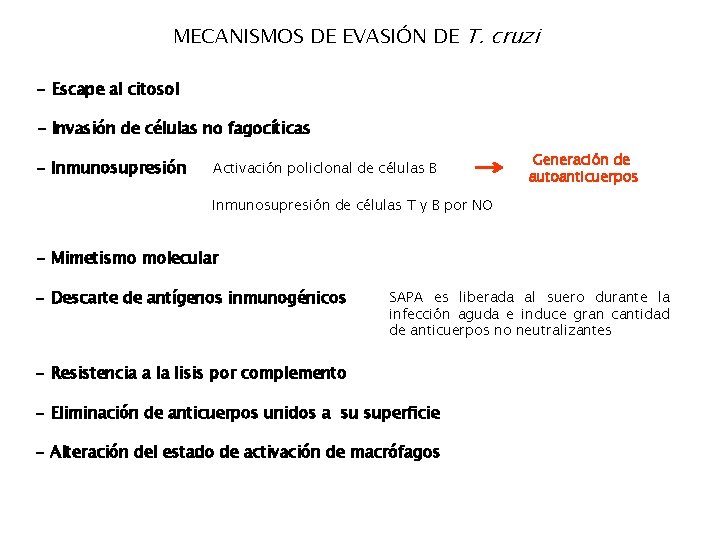 MECANISMOS DE EVASIÓN DE T. cruzi - Escape al citosol - Invasión de células