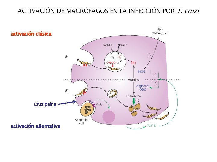 ACTIVACIÓN DE MACRÓFAGOS EN LA INFECCIÓN POR T. cruzi activación clásica Cruzipaína activación alternativa