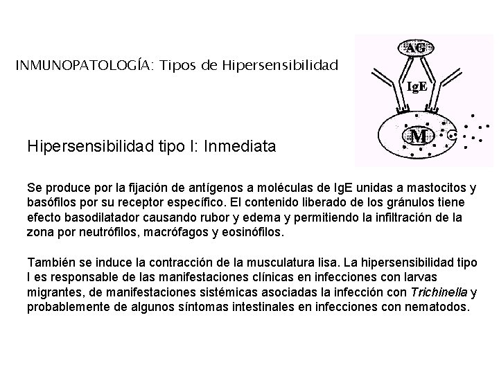 INMUNOPATOLOGÍA: Tipos de Hipersensibilidad tipo I: Inmediata Se produce por la fijación de antígenos