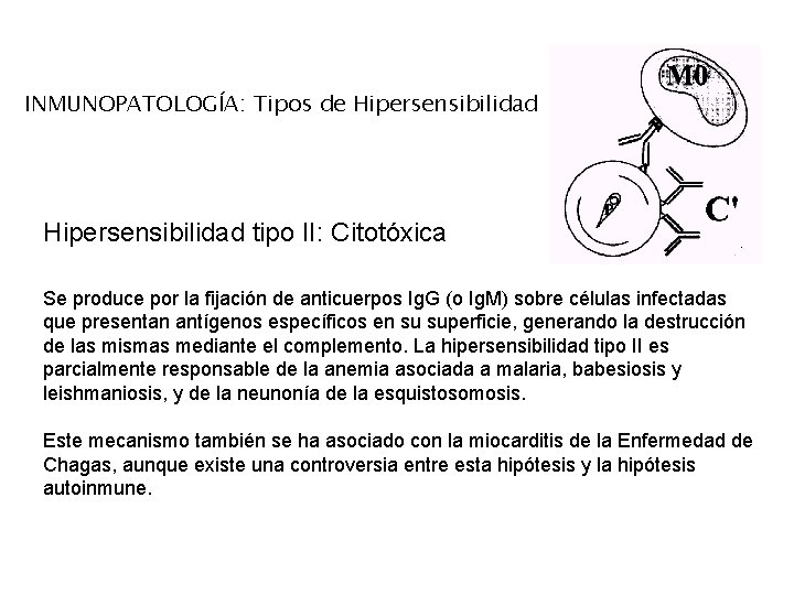 INMUNOPATOLOGÍA: Tipos de Hipersensibilidad tipo II: Citotóxica Se produce por la fijación de anticuerpos