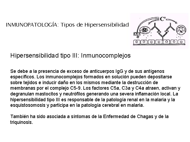 INMUNOPATOLOGÍA: Tipos de Hipersensibilidad tipo III: Inmunocomplejos Se debe a la presencia de exceso