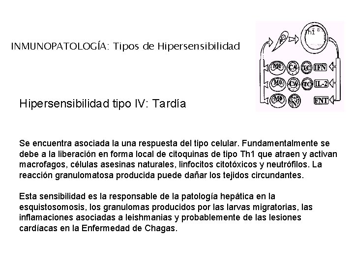 Th 1 INMUNOPATOLOGÍA: Tipos de Hipersensibilidad tipo IV: Tardía Se encuentra asociada la una