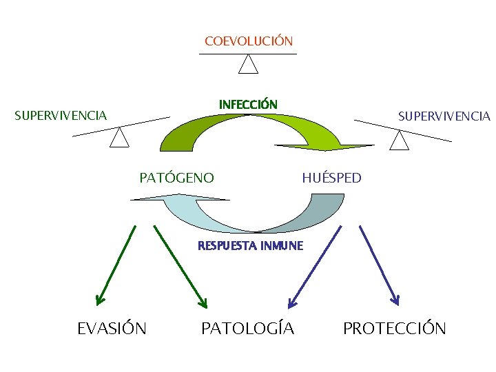 COEVOLUCIÓN INFECCIÓN SUPERVIVENCIA PATÓGENO SUPERVIVENCIA HUÉSPED RESPUESTA INMUNE EVASIÓN PATOLOGÍA PROTECCIÓN 