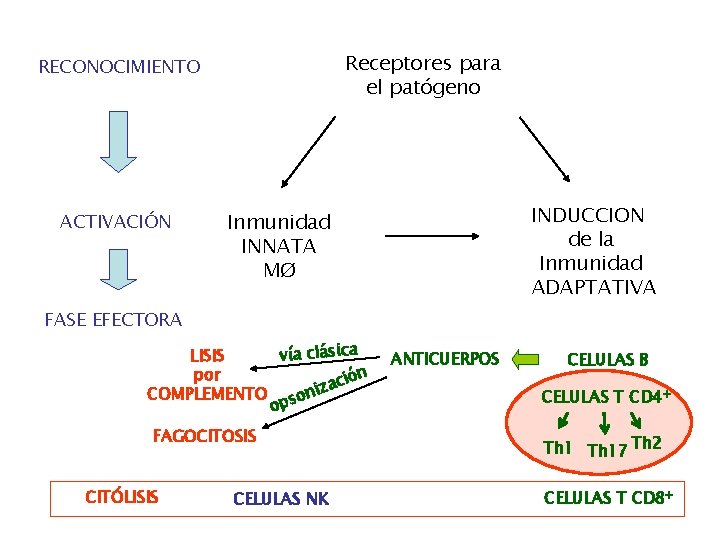 Receptores para el patógeno RECONOCIMIENTO ACTIVACIÓN INDUCCION de la Inmunidad ADAPTATIVA Inmunidad INNATA MØ