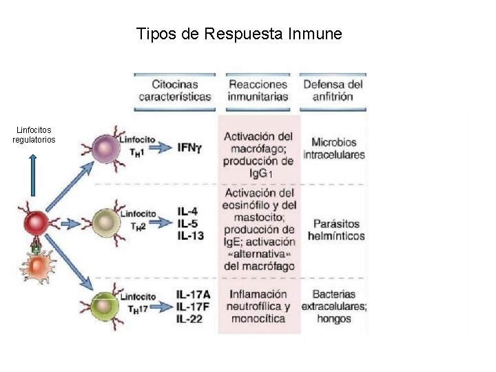 Tipos de Respuesta Inmune Linfocitos regulatorios 1 