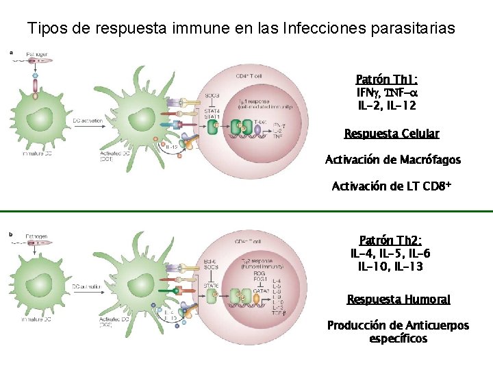 Tipos de respuesta immune en las Infecciones parasitarias Patrón Th 1: IFNg, TNF-a IL-2,