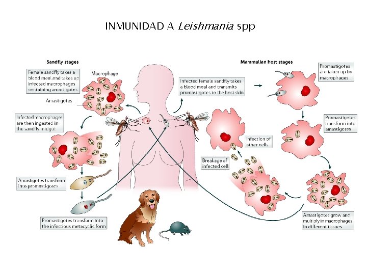 INMUNIDAD A Leishmania spp 