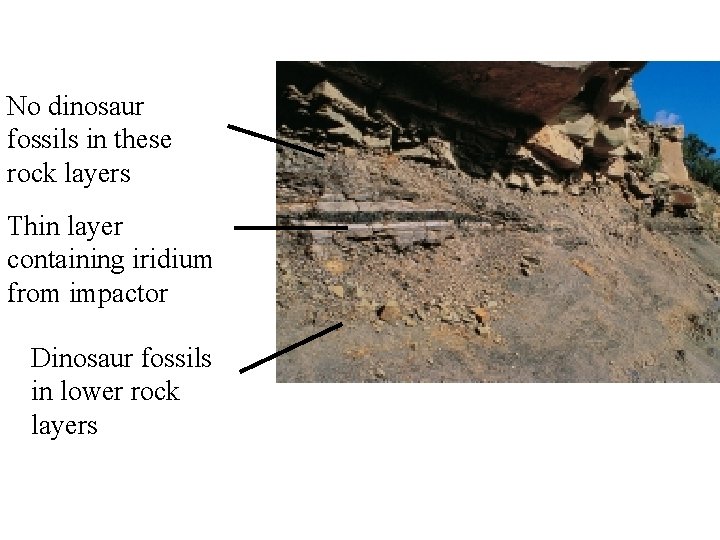 No dinosaur fossils in these rock layers Thin layer containing iridium from impactor Dinosaur