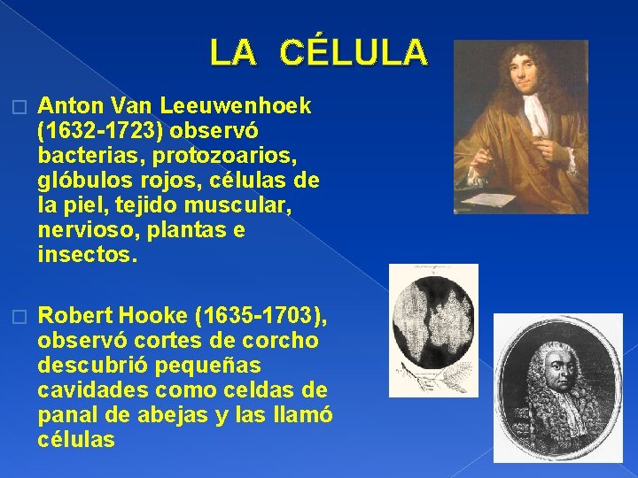 LA CÉLULA � Anton Van Leeuwenhoek (1632 -1723) observó bacterias, protozoarios, glóbulos rojos, células