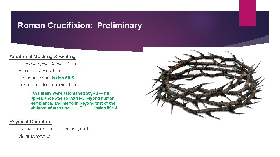Roman Crucifixion: Preliminary Additional Mocking & Beating Zizyphus Spina Christi = 1” thorns Placed
