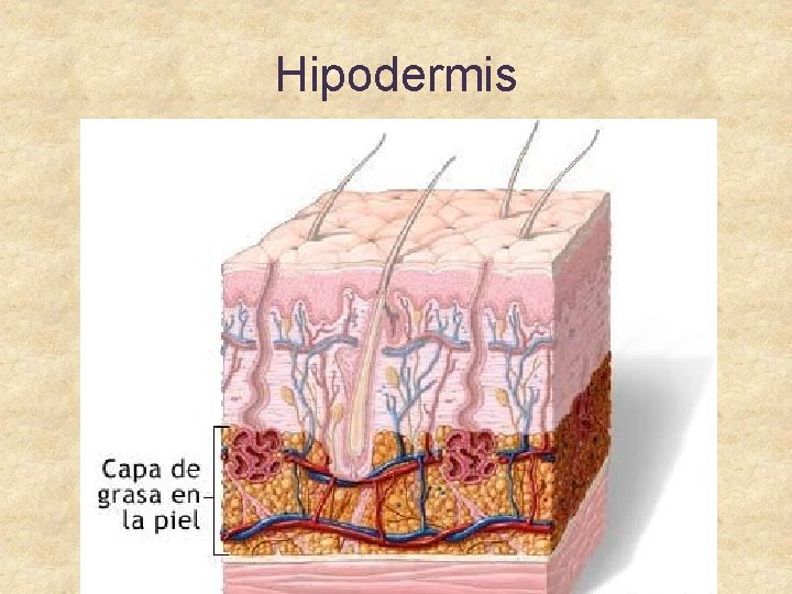 Hipodermis 