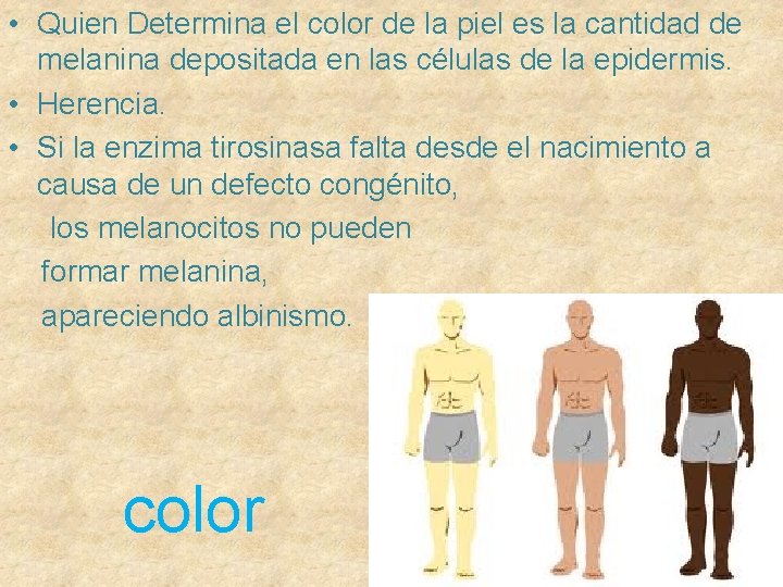  • Quien Determina el color de la piel es la cantidad de melanina
