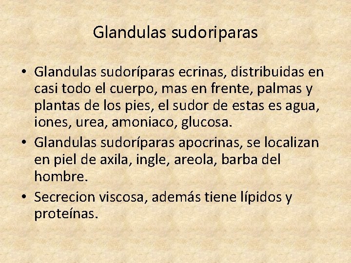 Glandulas sudoriparas • Glandulas sudoríparas ecrinas, distribuidas en casi todo el cuerpo, mas en