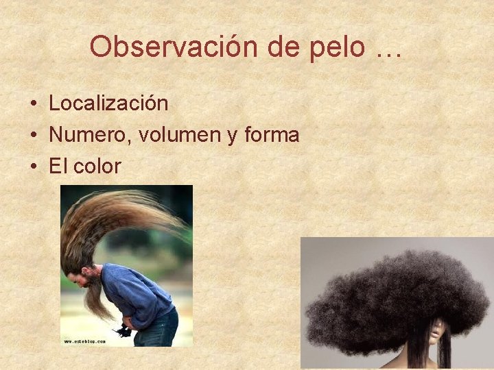 Observación de pelo … • Localización • Numero, volumen y forma • El color
