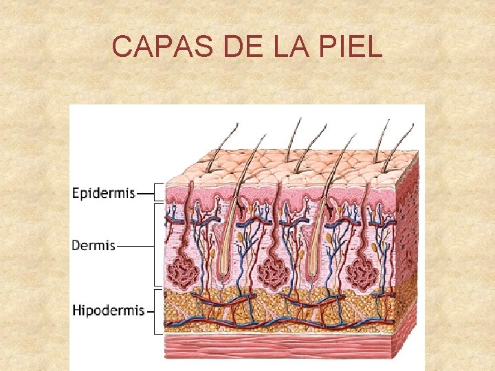 CAPAS DE LA PIEL 