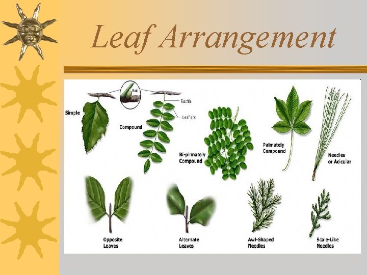 Leaf Arrangement 