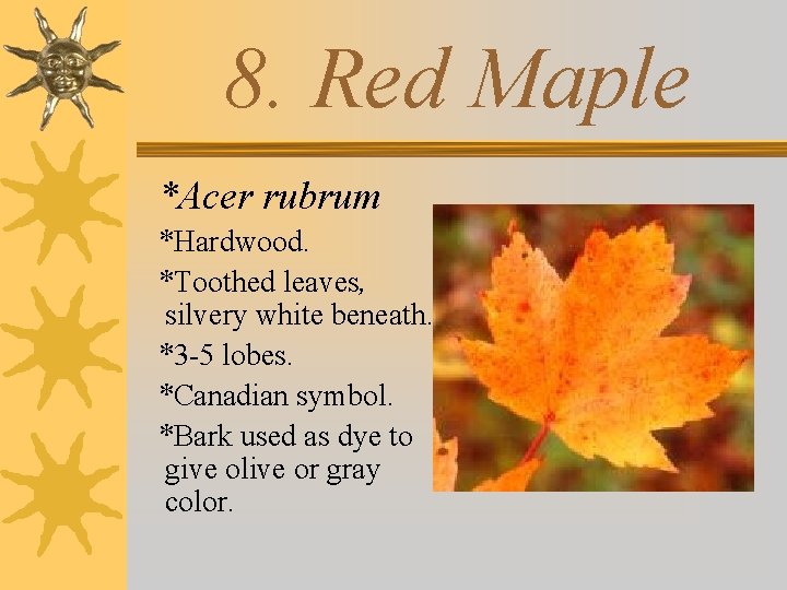 8. Red Maple *Acer rubrum *Hardwood. *Toothed leaves, silvery white beneath. *3 -5 lobes.