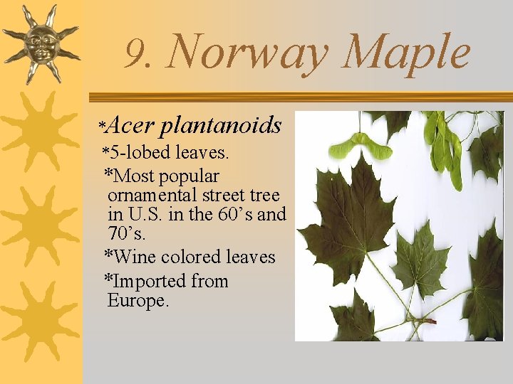 9. Norway *Acer plantanoids *5 -lobed leaves. *Most popular ornamental street tree in U.