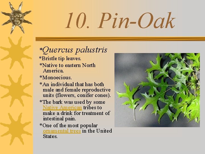 10. Pin-Oak *Quercus palustris *Bristle tip leaves. *Native to eastern North America. *Monoecious. *An