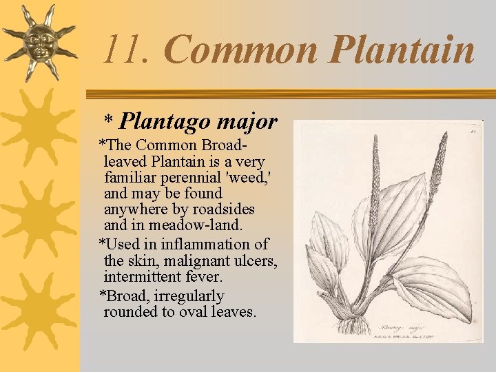 11. Common Plantain * Plantago major *The Common Broadleaved Plantain is a very familiar