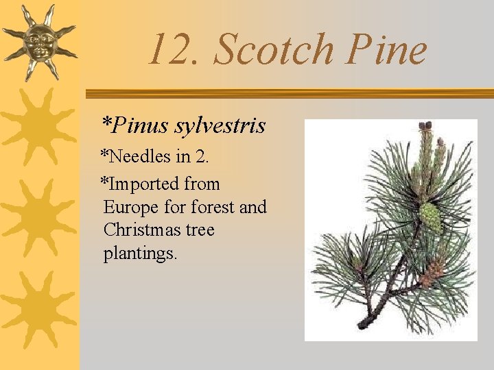 12. Scotch Pine *Pinus sylvestris *Needles in 2. *Imported from Europe forest and Christmas