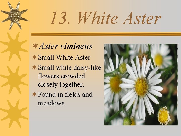 13. White Aster ¬Aster vimineus ¬ Small White Aster ¬ Small white daisy-like flowers