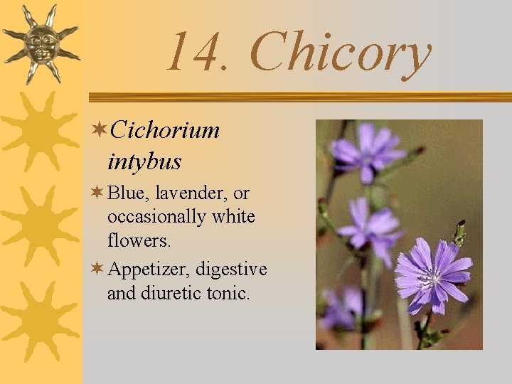 14. Chicory ¬Cichorium intybus ¬ Blue, lavender, or occasionally white flowers. ¬ Appetizer, digestive