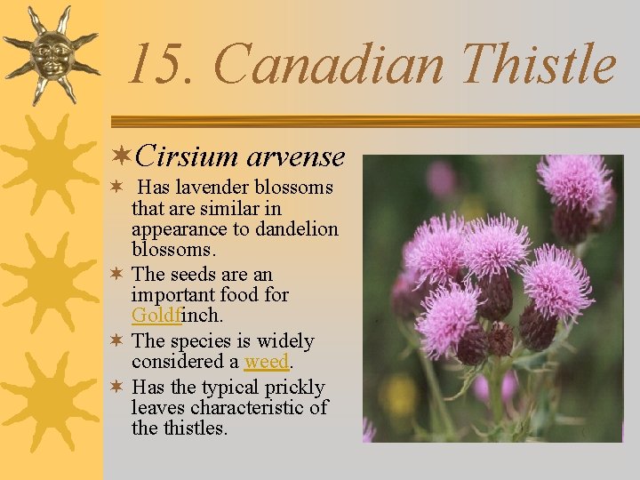 15. Canadian Thistle ¬Cirsium arvense ¬ Has lavender blossoms that are similar in appearance