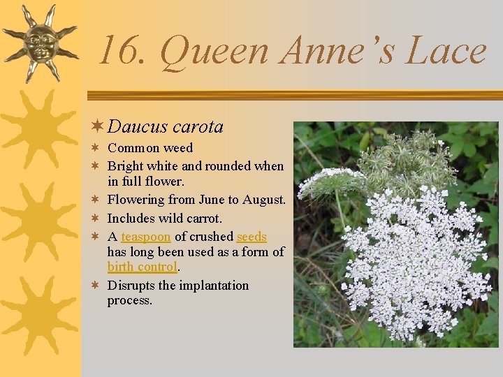 16. Queen Anne’s Lace ¬ Daucus carota ¬ Common weed ¬ Bright white and