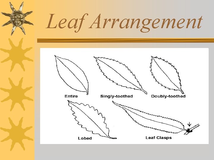 Leaf Arrangement 