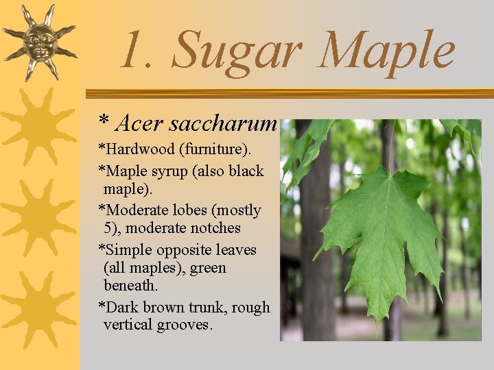 1. Sugar Maple * Acer saccharum *Hardwood (furniture). *Maple syrup (also black maple). *Moderate