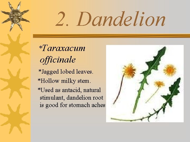 2. Dandelion *Taraxacum officinale *Jagged lobed leaves. *Hollow milky stem. *Used as antacid, natural