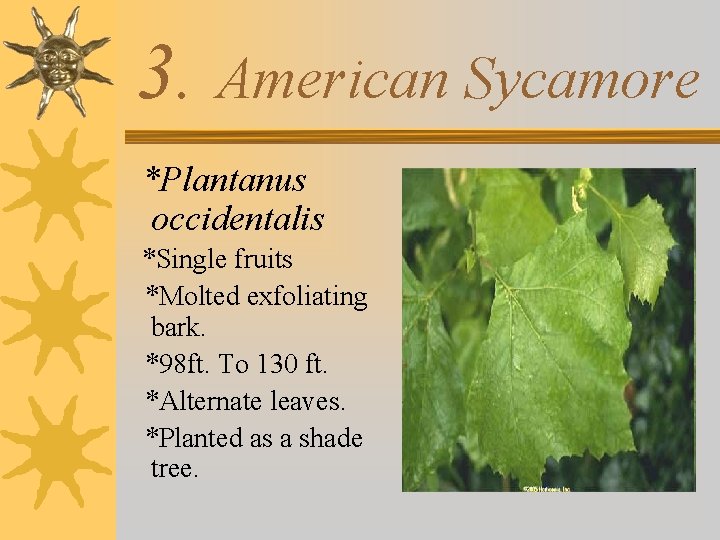 3. American Sycamore *Plantanus occidentalis *Single fruits *Molted exfoliating bark. *98 ft. To 130