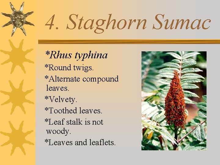 4. Staghorn Sumac *Rhus typhina *Round twigs. *Alternate compound leaves. *Velvety. *Toothed leaves. *Leaf