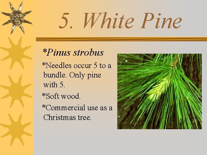 5. White Pine *Pinus strobus *Needles occur 5 to a bundle. Only pine with