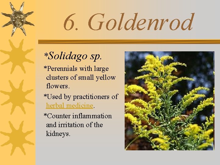 6. Goldenrod *Solidago sp. *Perennials with large clusters of small yellow flowers. *Used by