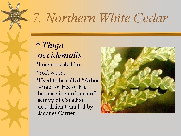 7. Northern White Cedar * Thuja occidentalis *Leaves scale like. *Soft wood. *Used to