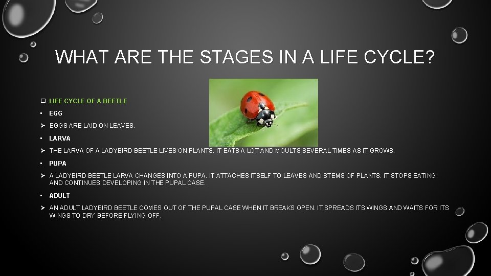 WHAT ARE THE STAGES IN A LIFE CYCLE? q LIFE CYCLE OF A BEETLE