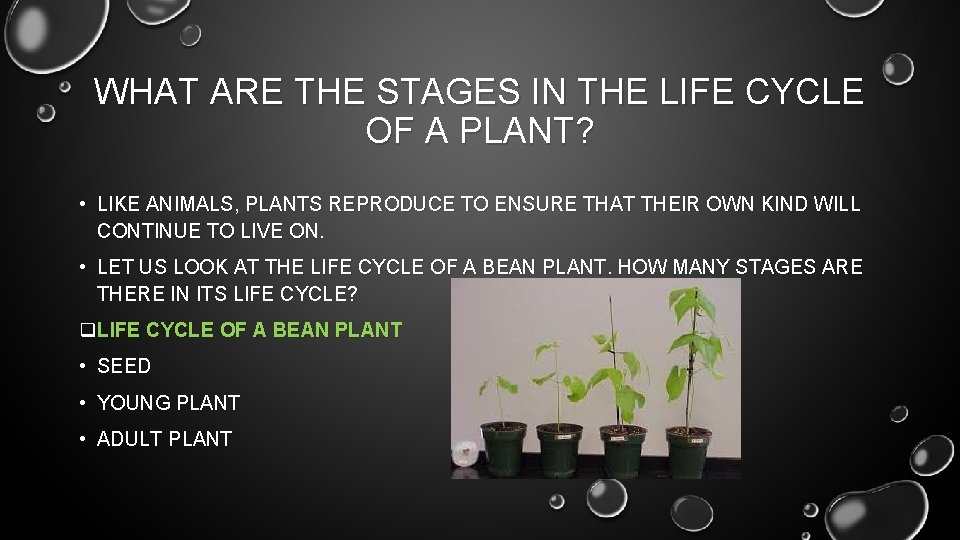 WHAT ARE THE STAGES IN THE LIFE CYCLE OF A PLANT? • LIKE ANIMALS,