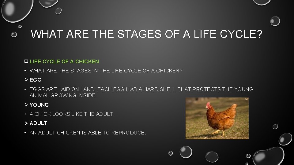 WHAT ARE THE STAGES OF A LIFE CYCLE? q LIFE CYCLE OF A CHICKEN
