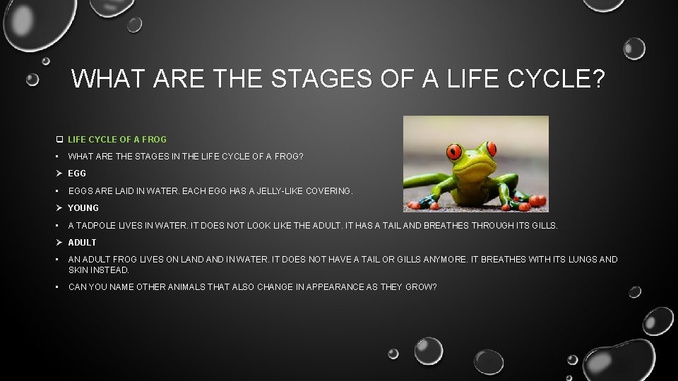 WHAT ARE THE STAGES OF A LIFE CYCLE? q LIFE CYCLE OF A FROG