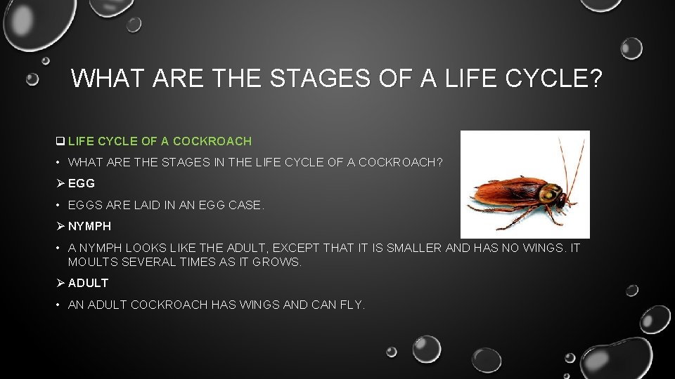 WHAT ARE THE STAGES OF A LIFE CYCLE? q LIFE CYCLE OF A COCKROACH