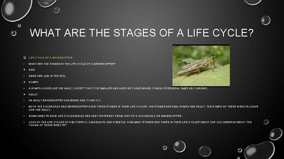 WHAT ARE THE STAGES OF A LIFE CYCLE? q LIFE CYCLE OF A GRASSHOPPER