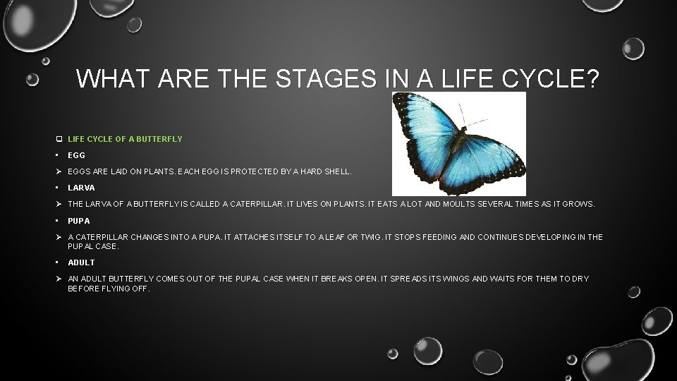 WHAT ARE THE STAGES IN A LIFE CYCLE? q LIFE CYCLE OF A BUTTERFLY
