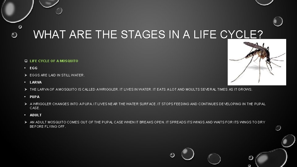 WHAT ARE THE STAGES IN A LIFE CYCLE? q LIFE CYCLE OF A MOSQUITO