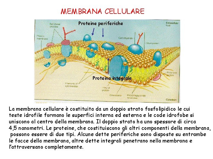 MEMBRANA CELLULARE Proteine periferiche Proteina integrale La membrana cellulare è costituita da un doppio