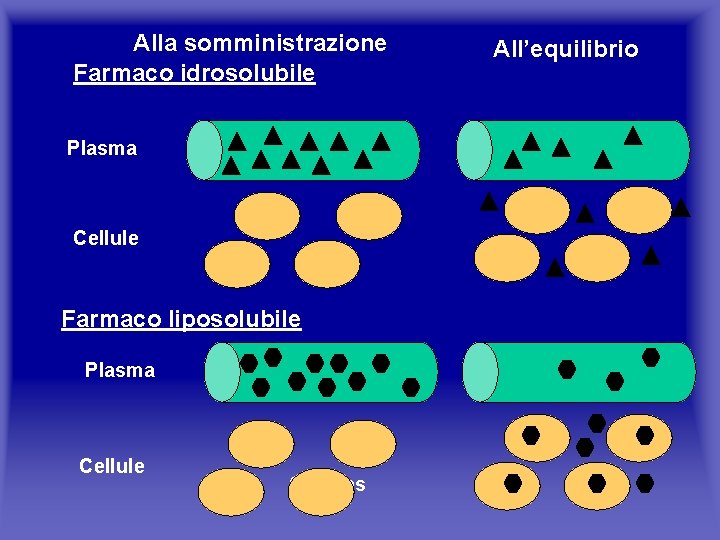 Alla somministrazione Farmaco idrosolubile Plasma Cellule Farmaco liposolubile Plasma Cellules All’equilibrio 