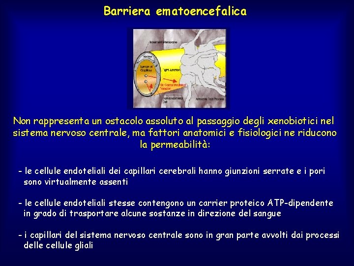 Barriera ematoencefalica Non rappresenta un ostacolo assoluto al passaggio degli xenobiotici nel sistema nervoso